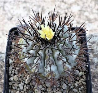 Copiapoa cinerea