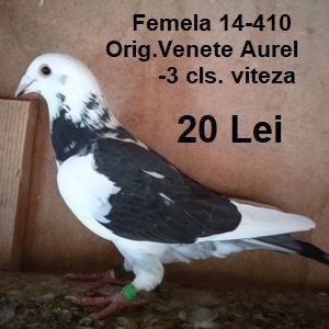 Femela 14-410...-Bucuresti