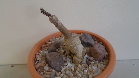 Pterocactus tuberosus; replantat in 5 oct. 2020
