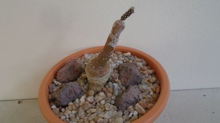 Pterocactus tuberosus; replantat in 5 oct. 2020
