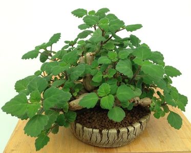 Plectranthus ernstii