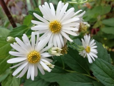 Aster ageratoides Starshine