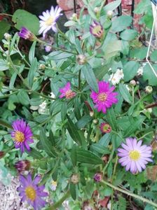 Aster ageratoides Ezo Murasaki