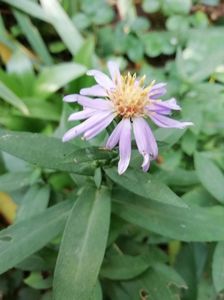 Aster dumosus Lady în blue