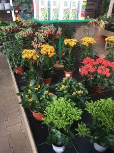 Kalanchoe