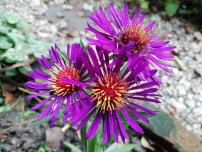 Aster novae-angliae Violetta