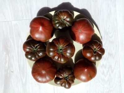 MARMANDE SWEET DARK BROWN 6