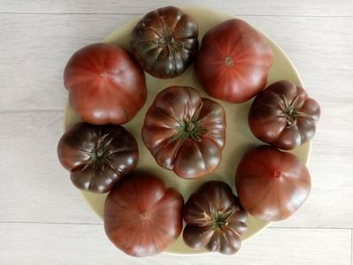 MARMANDE SWEET DARK BROWN