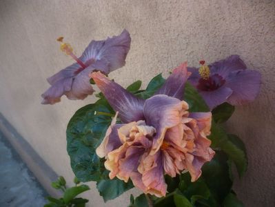 P1470067