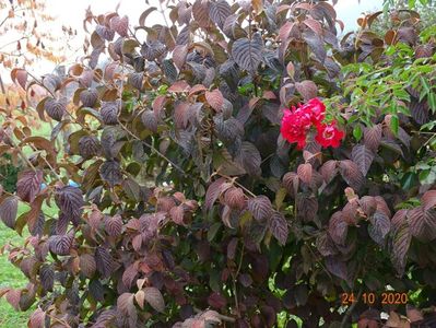 viburnum plicatum Popcorn