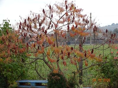 rhus typhina