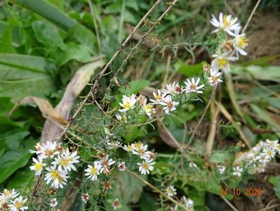 aster ericoides Schneetanne