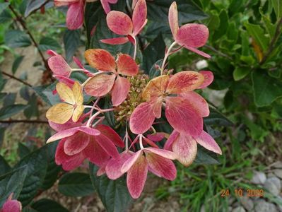 hydrangea pan. Chamaeleon