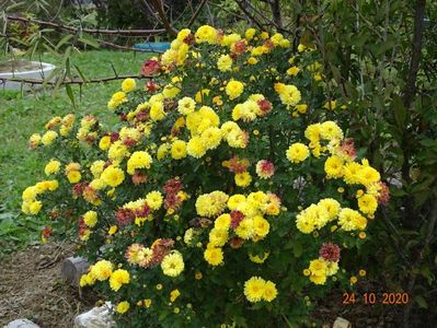 chrysanthemum Nantyderry Sunshine