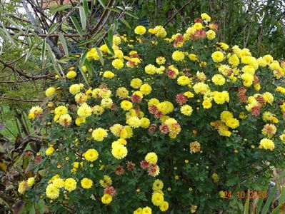 chrysanthemum Nantyderry Sunshine