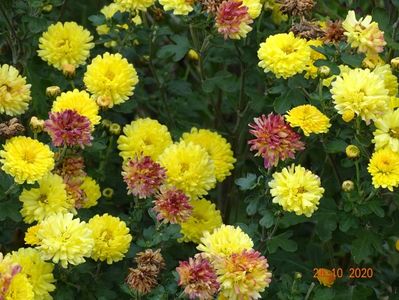 chrysanthemum Nantyderry Sunshine