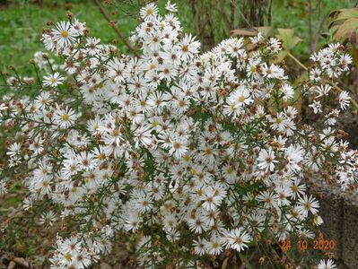 aster pringlei Monte Cassino