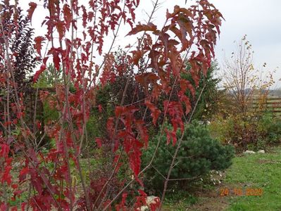 acer tataricum