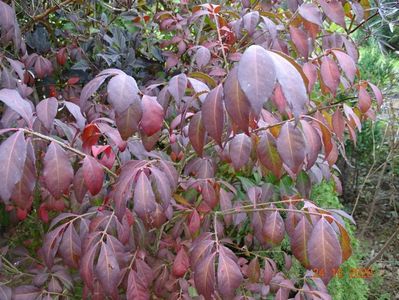 euonymus alatus Compactus