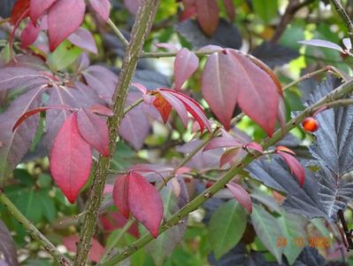 euonymus alatus Compactus