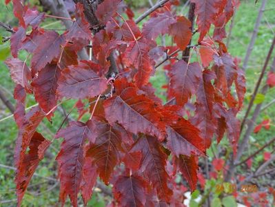 acer tataricum