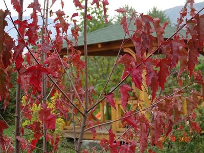 acer tataricum