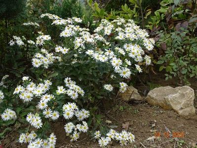 aster ageratoides Ashvi