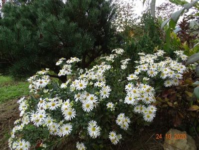 aster ageratoides Ashvi