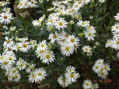 aster ageratoides Ashvi