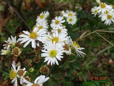 aster ageratoides Starshine