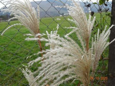 miscanthus sinensis Memory