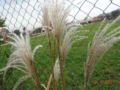 miscanthus sinensis Memory