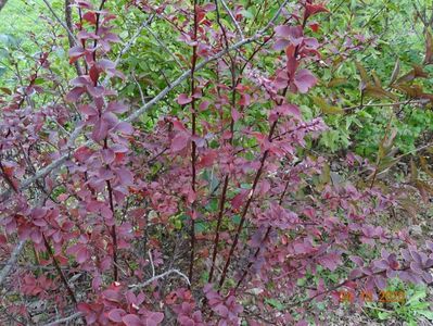 berberis Golden Ring