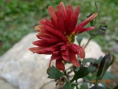 chrysanthemum Red Velvet