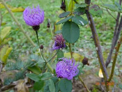 centaurea jacea