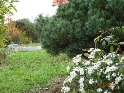 aster ageratoides Ashvi, pinus Watereri