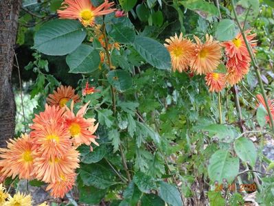 chrysanthemum Kleiner Bernstein