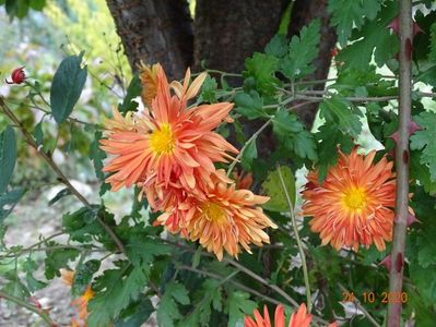 chrysanthemum Kleiner Bernstein