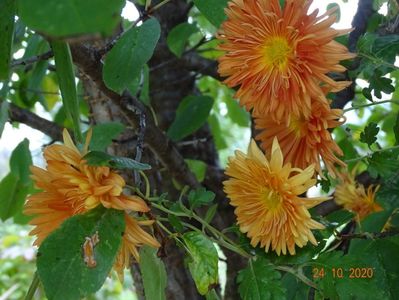 chrysanthemum Kleiner Bernstein