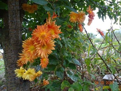 chrysanthemum Kleiner Bernstein