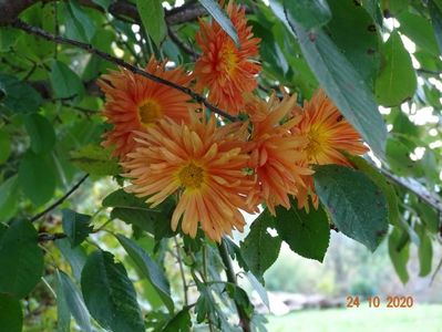 chrysanthemum Kleiner Bernstein