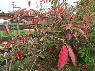 amelanchier lamarckii