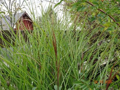 miscanthus sinensis