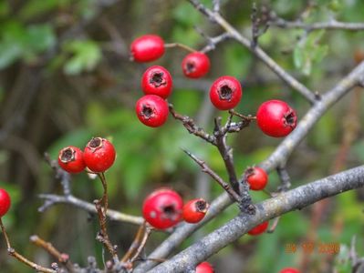 crataegus Punicea