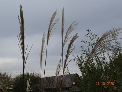 miscanthus sinensis Grosse Fontane