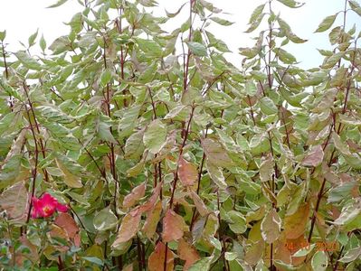 cornus alba sibirica Variegata