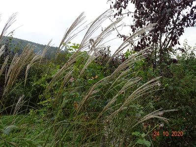 miscanthus sinensis Adagio