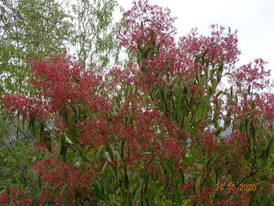 heptacodium miconioides