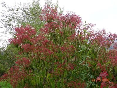 heptacodium miconioides