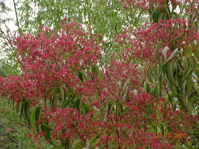 heptacodium miconioides